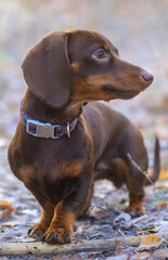 dog breed dachshund mini coffee color for a walk in the autumn park