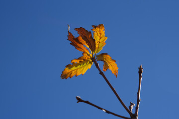 Golden Reach of Leaves