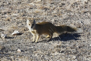 Fuchsmanguste (cynictis penicillata) auf Nahrungssuche im Etoscha Nationalpark in Namibia. 