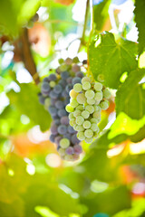 A canopy of grapes hang on a trellis