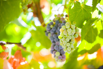 Grape clusters hang on a vine trellis
