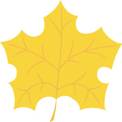 Maple orange leaf with  veins