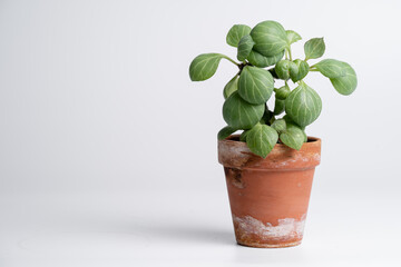 Euphorbia monadenium ritchiei plant in terracotta pot with isolated white background