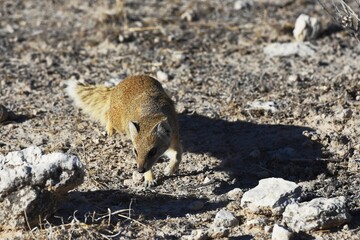 Fuchsmanguste (cynictis penicillata) auf Nahrungssuche im Etoscha Nationalpark in Namibia. 