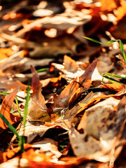 The tiny pond. Sunrise, and the morning moisture condenses and forms a fleeting pool on the fallen leaves. Fall and winter details.
