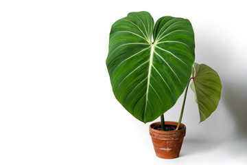 Philodendron Gloriosum plant in terracotta pot with isolated white background. Green velvet, white vein,  heart shape, rainforest foliage, huge leaf. Suitable for indoor plant.