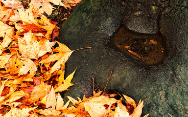 Naklejka premium Autumn and winter details. Rainwater forms a dwarf lake in a tree hollow, surrounded by the reddish leaves in the background.