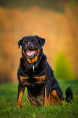 Rottweiler on the meadow in autumn