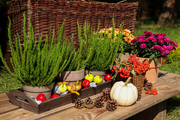 Jesienna dekoracja z wrzosów, dyni i kwiatów