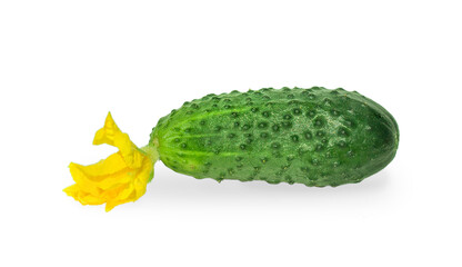 Fresh cucumber close-up isolated on white background.