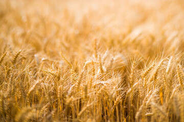 Ripe dry wheat ready for harvest on a farm..