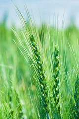 Fototapeta na wymiar Detail of green wheat heads growing in sunlight