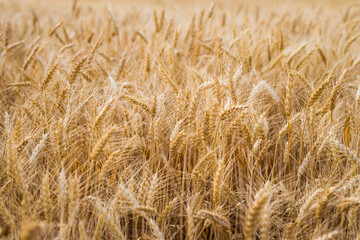Wheat ready for harvest.