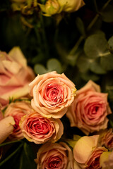 pink rose closeup
