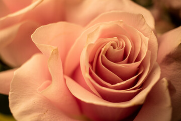 pink rose closeup