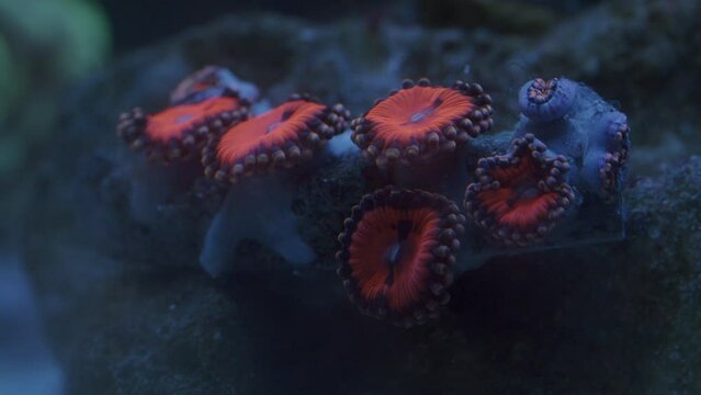 WWC Bloodsucker Zoanthids, Beautiful Flower Type Coral in the Reef