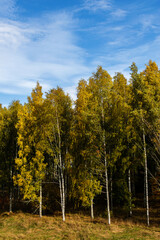 Fototapeta premium Birch trees in autumn colors against the blue sky background