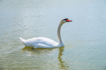 Fototapeta premium Graceful white Swan swimming in the lake, swans in the wild. Portrait of a white swan swimming on a lake.