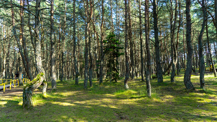 Dancing forest on green moss illuminated by rays of sunlight on the Curonian Spit, Kaliningrad...