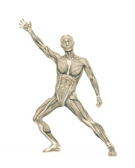 average man muscle maps