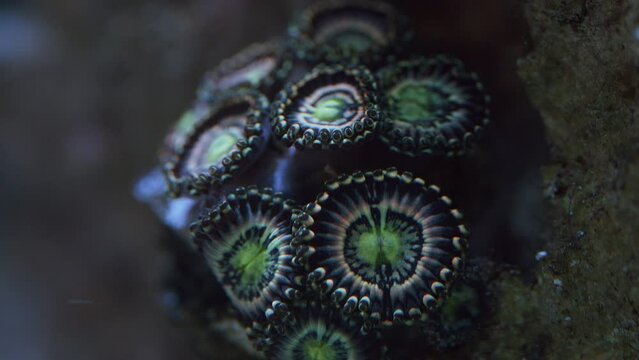 Beautiful Macro Shot of Zoanthid Coral in Reef