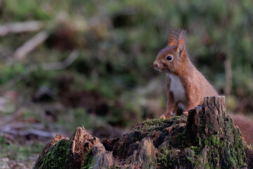 A close up of a red squirrel standing against an old tree trunk.