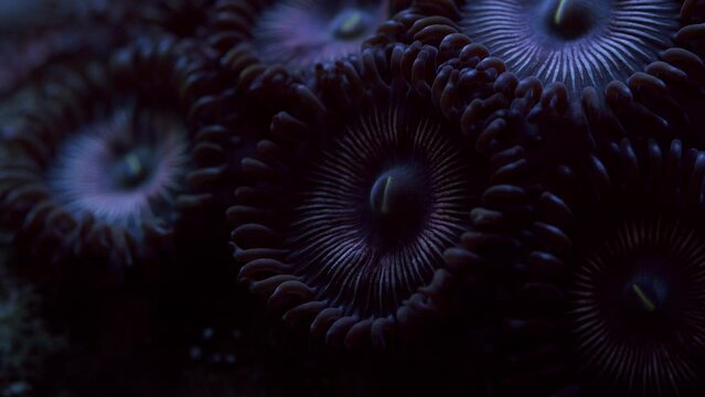 Beautiful Macro Shot of Cats Eye Zoanthid Coral in Reef