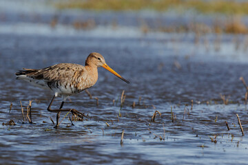 Black tailed godwit (Grutto) walking in the water. 