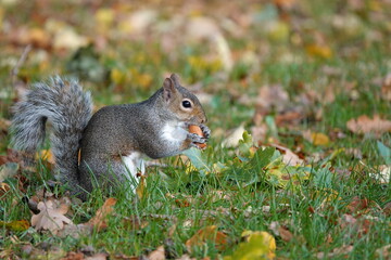 Naklejka na ściany i meble A grey squirrel eating an acorn in a park on an autumn day. 