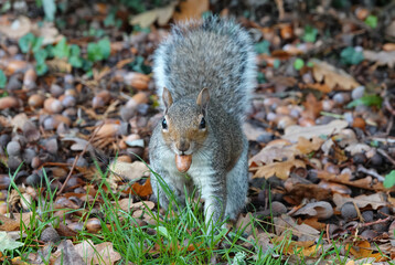 A head-on shot of a grey squirrel on the ground in autumn holding an acorn in its mouth. 