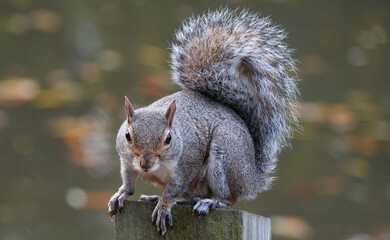 Ein graues Eichhörnchen thront auf einem Zaunpfosten und blickt vor einem defokussierten Hintergrund in die Kamera.
