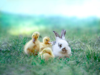 緑の草地で寄り添い休む白い子ウサギとアヒルの雛