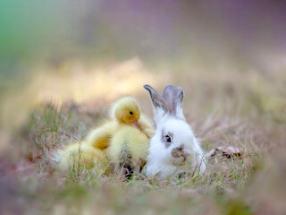 枯れた草地で寄り添い休む白い子ウサギとアヒルの雛