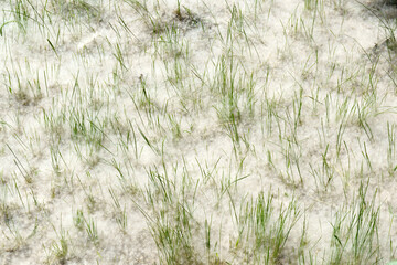 Poplar fluff in the grass. Allergy to popular seeds in the city. Selective focus