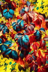 Autumn leaves of wild grapes of different colors. Illustration