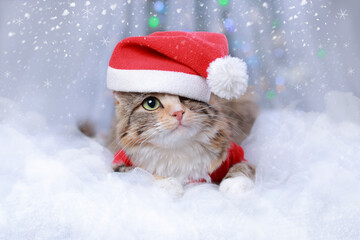 New Year holiday background. Cat with green eyes in a Santa Claus hat lies on a white background. Christmas Cat. Winter season. Greeting cards. Winter white frosty twigs.  Happy New Year 2023. Kitten