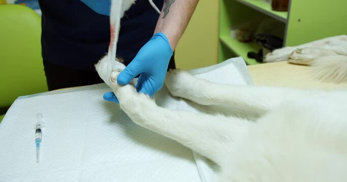 a veterinarian bandages an injured dog's paw on an operating table in a veterinary clinic. doctor's hands unwind a bandage with blood. large palan