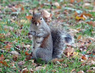 Naklejka na ściany i meble A grey squirrel sitting upright on the ground in a park. 