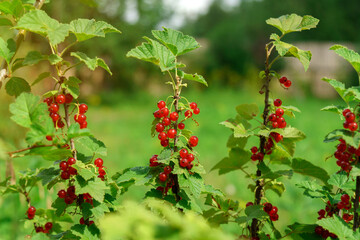 Ripe red berries are hanging on a branch. Useful properties of red currant in medicine. Selective...