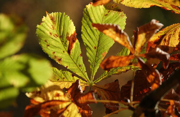 A closeup selective focus shot of horse chestnut leaves in the autumn sunlight. 