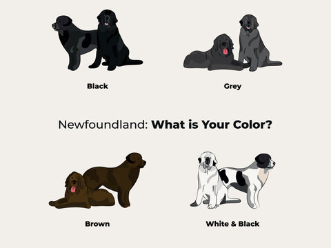 What Colors Are Newfoundland Dogs