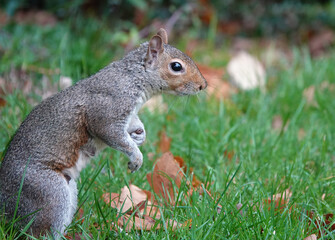 A closeup side view of a grey squirrel standing on the grass looking ahead. 