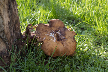 Honey Fungus mushrooms