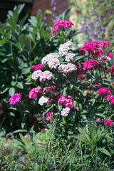 flowers in the garden
