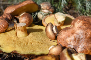 Suillus mushroom in grains of sand lies in a pile of mushrooms on the forest floor