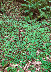 685-92 Clover and Fern