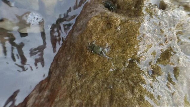 Un petit crabe bien camoufl&eacute; 
