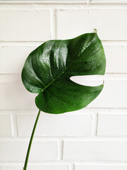 Monstera leaf on brick wall background. Monstera indoor plant. Green leaf with drops.