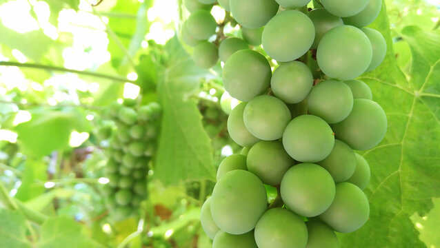 Bunch of ripe green grapes in the home garden.