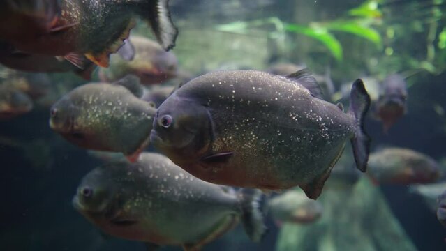 Aquarium in the fish department of the supermarket.Fish trade.Poaching and illegal fishing.Extinction of rare species. Wild animals in captivity. Aquariums with piranhas in zoos and shopping centres.